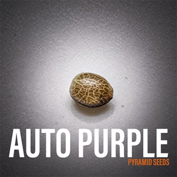 Семена конопли Auto Purple Feminised