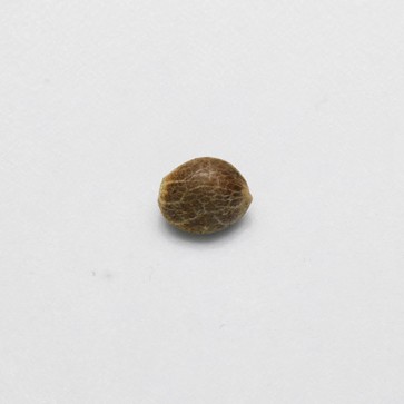 Семена конопли Auto Shark Feminised