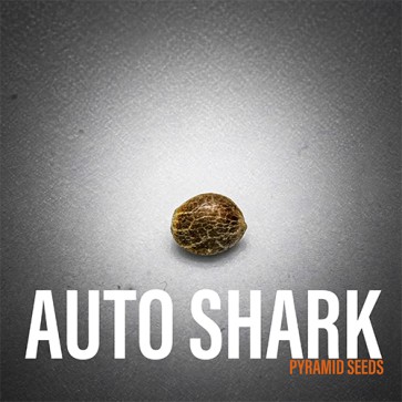 Семена конопли Auto Shark Feminised