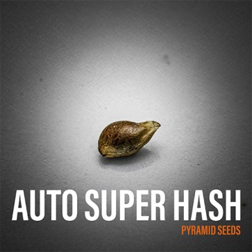 Насіння конопель Auto Super Hash Feminised