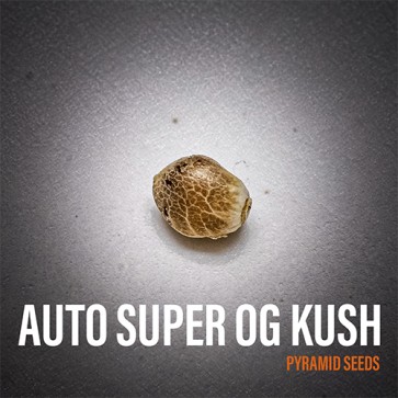 Семена конопли Auto Super OG Kush Feminised