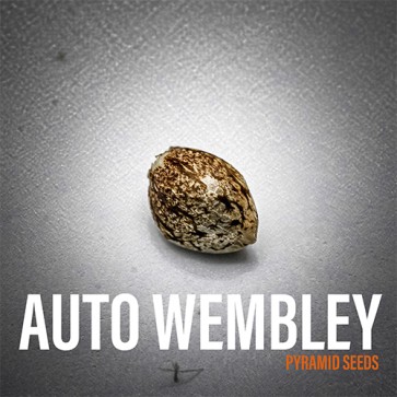Семена конопли Auto Wembley Feminised