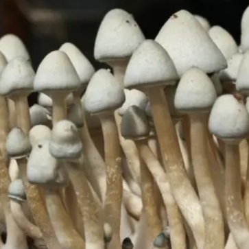 Споры грибов Albino A+ - Фото №2