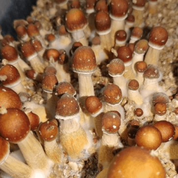 Mushroom spores Brazil - Photo №2