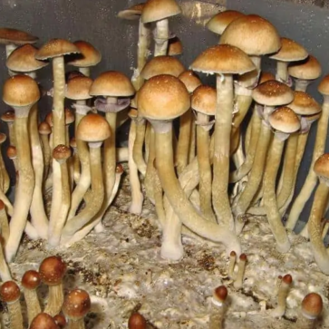 Mushroom spores Burma - Photo №2