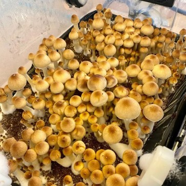 Golden Teacher mushroom spore - Photo №2