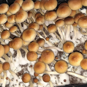 Споры грибов Jedi Mind Fuck - Фото №2