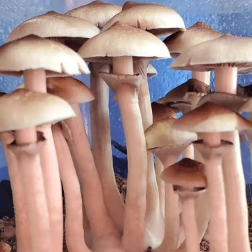 Mushroom spores Lizard King - Photo №2