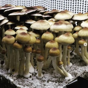 Споры грибов Orissa - Фото №2