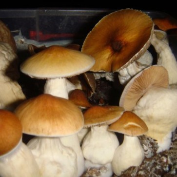 Mushroom spores PF Red Spore - Photo №2