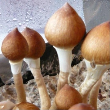 Споры грибов Pink Buffalo - Фото №3