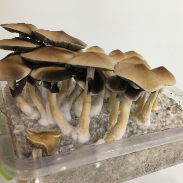 Споры грибов Tapalpa - Фото №2