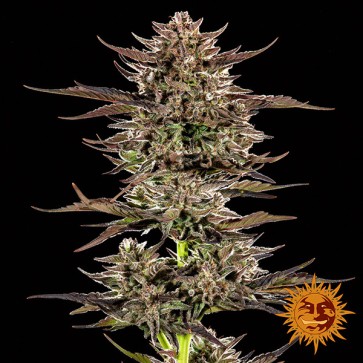 Auto Frosted Zinn x 3 Bears OG Feminized