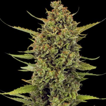 Acapulco Gold Feminised seeds