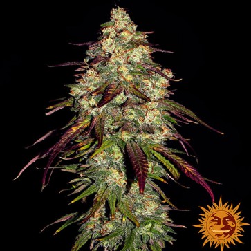 Насіння Amnesia Lemon Feminised