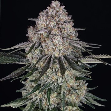 Auto Sour Diesel Feminised seeds