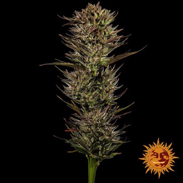 Auto Thin Mint x Sour Pinot Feminised seeds