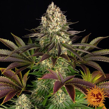 Biscotti Feminised seeds Barneys Farm