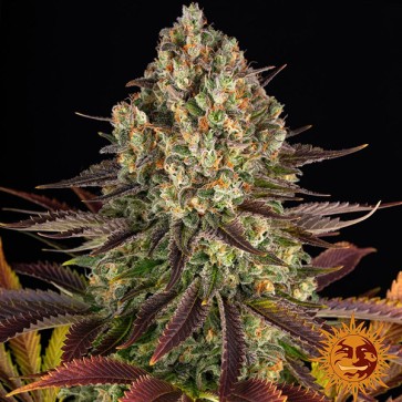 Biscotti Feminised seeds Barneys Farm