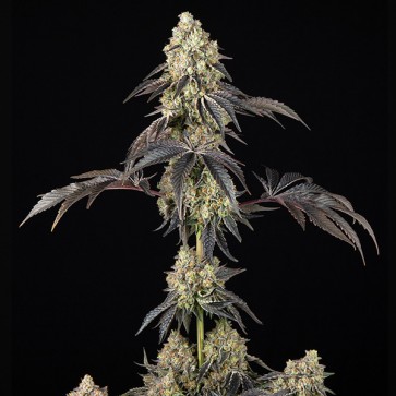 Black Cherry Gushers Feminised seeds