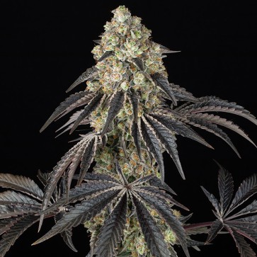 Black Cherry Gushers Feminised seeds