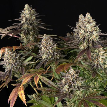 Blue Dream Feminised seeds Barneys Farm