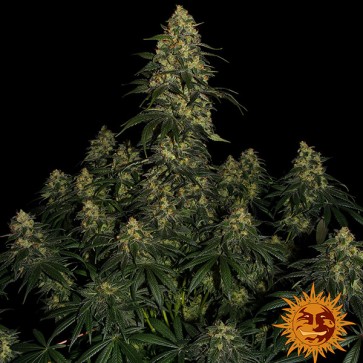 Blue Gelato 41 Feminised seeds Barney Farm
