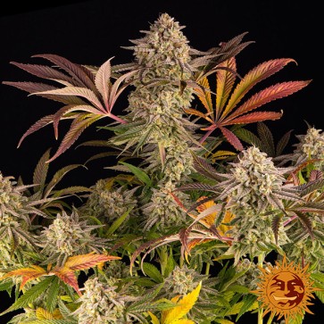 Blue Sunset Sherbert Feminised seeds
