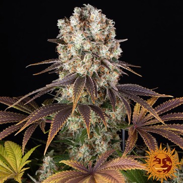 Bruce Banner Feminised seeds
