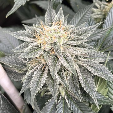 Bubblegum Gelato Feminised