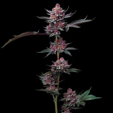 Cherry Poppers Feminised