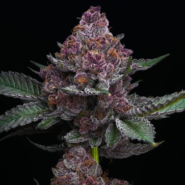 Candy Pack Feminised seeds Barneys Farm
