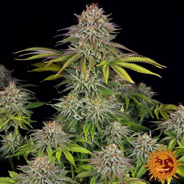 Critical Kush Feminised