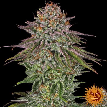 Critical Kush Feminised