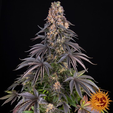 Насіння Girl Scout Cookies Feminised