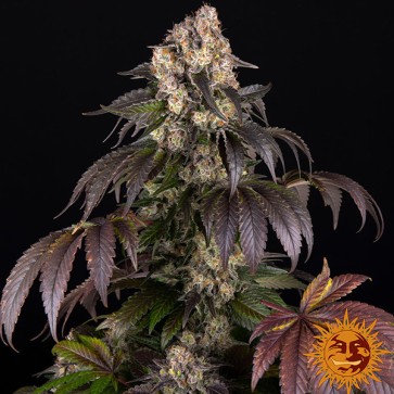 Насіння Girl Scout Cookies Feminised