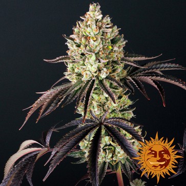 Glookies Feminised seeds Barneys Farm