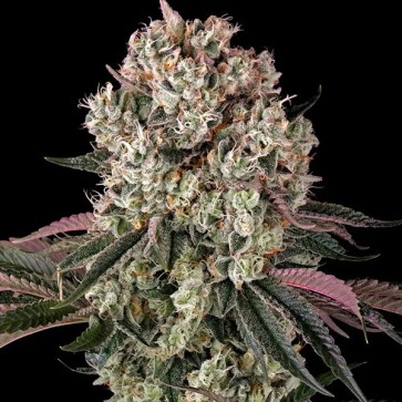 Glookies Feminised seeds Barneys Farm