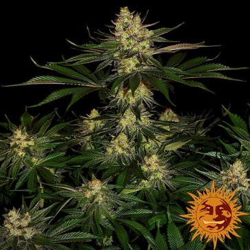 Gorilla Zkittlez Feminised