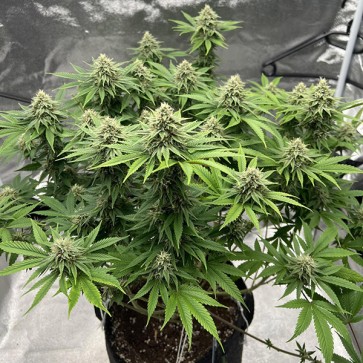 Insane OG Feminised seeds Barneys Farm