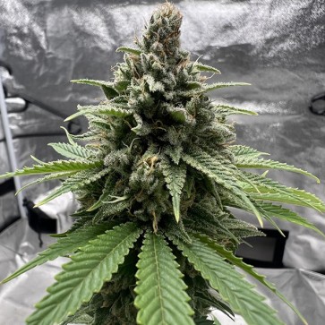 Insane OG Feminised seeds Barneys Farm