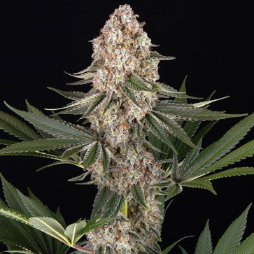 Mendo Breath Feminised
