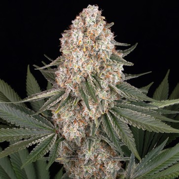 Mendo Breath Feminised