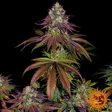 Насіння Mimosa EVO Feminised