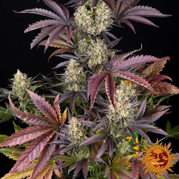 Насіння OG Kush Feminised