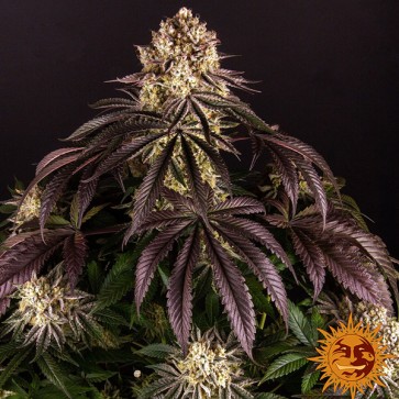 Насіння Purple Punch Feminised