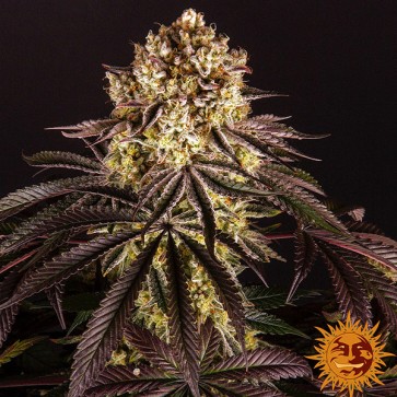 Насіння Purple Punch Feminised