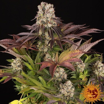 Насіння Purple Punch x Lemon Drizzle Feminised