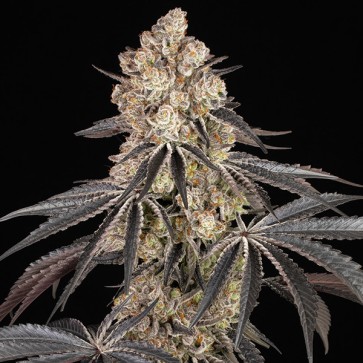 Насіння Rainbow Sherbet Feminised