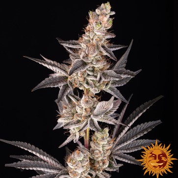 Насіння RS11 x Banana OG Feminised